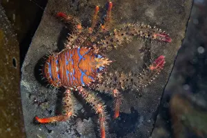 Spiney squat lobster (Galathea strigosa) resting at night on Golden kelp (Laminaria ochroleuca) frond covered in Seamat (Membranipora membranacea), Lizard Peninsula, Cornwall, UK