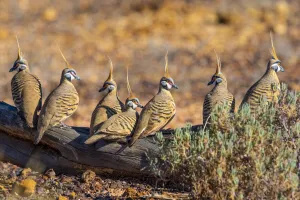 Perching Prints: Spinifex pigeon (Geophaps plumifera) flock on stony desert floor