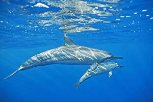Dolphins Collection: Spinner dolphin (Stenella longirostris) with possible calf, Kona coast, Hawaii, USA