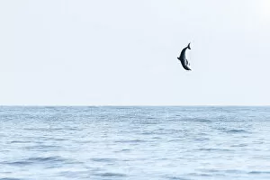 Cool Coloured Coasts Collection: Spinner dolphin (Stenella longirostris) leaping exceptionally high into the air, Sri Lanka