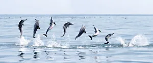 Composite Images Prints: Spinner dolphin (Stenella longirostris) engaged in spinning manoeuvre
