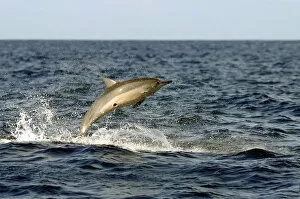 Spinner dolphin (Stenella longirostris) jumping, with circular scar from cookie cutter