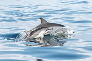 Sri Lanka Prints: Spinner dolphin (Stenella longirostris) juvenile surfacing next to its mother, Sri Lanka