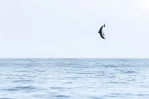 Spinner dolphin (Stenella longirostris) leaping exceptionally high into the air, Sri Lanka