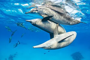 Alex Mustard 2021 Update Prints: Spinner dolphin (Stenella longirostris) pod socialising close to surface