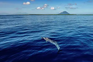 Water Surface Prints: Spinner dolphin (Stenella longirostris) at the surface
