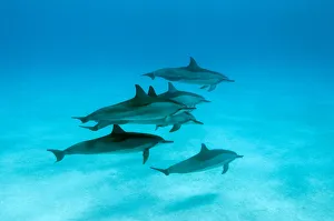 Pods Prints: Spinner dolphins (Stenella logirostris) small pod in within Midway atoll, Midway, Pacific