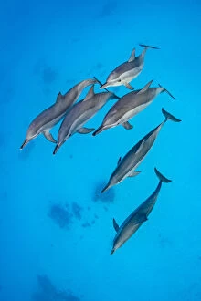 Dolphins Gallery: Spinner dolphins (Stenella longirostris) pod swimming over a shallow sandy lagoon in a coral reef