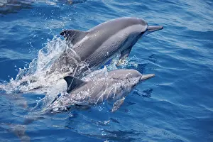 Surface Prints: Two Spinner dolphins (Stenella longirostris) leaping out of the water