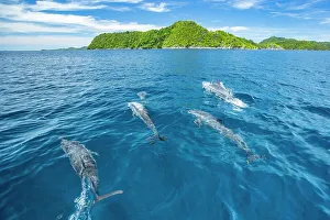 Ripple Prints: Spinner dolphins (Stenella longirostris) swimming close to surface with islands in background