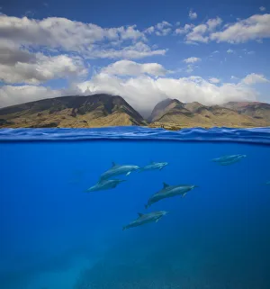 Dolphin Prints: Spinner dolphins (Stenella longirostris) swimming off Oluwalu