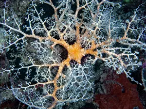 Orange Prints: Spiny basket star (Euryale asperum) portrait