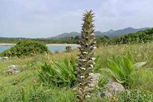 Spike Prints: Spiny bear's breeches (Acanthus spinosus) flowering spikes and thistle-like leaves on a rocky coastal headland