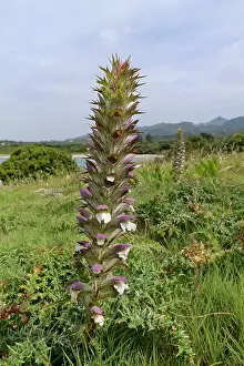 Spike Prints: Spiny bear's breeches (Acanthus spinosus) flowering spike on a rocky coastal headland