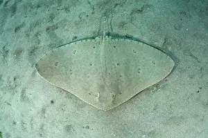 Rays Prints: Spiny butterfly ray (Gymnura altavela) camouflaged on sandy seabed
