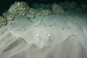 Rays Prints: Spiny butterfly ray (Gymnura altavela) camouflaged on sandy seabed