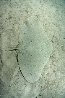 Rays Prints: Spiny butterfly ray (Gymnura altavela) camouflaged on sandy seabed