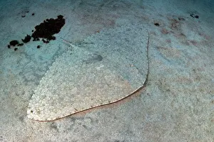 High Angle View Prints: Spiny butterfly ray (Gymnura altavela) camouflaged on seabed