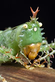 Images Dated 13th May 2021: Spiny devil katydid (Panacanthus cuspidatus) eating a grub, Napo, Ecuador, South America