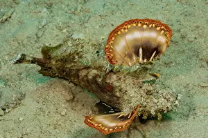 Synanceiidae Prints: Spiny devilfish (Inimicus didactylus) moving over seabed