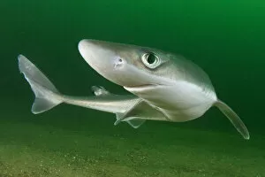 Spiny dogfish (Squalus acanthias) portrait. Rhode Island, New England, USA. August