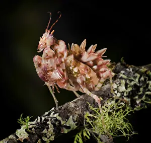 Weird and Ugly Creatures Gallery: Spiny flower mantis (Pseudocreobotra wahlbergii) captive, from South and East Africa