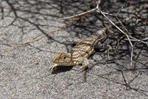 Asterales Prints: Spiny footed lizard (Acanthodactylus erythrurus)