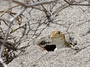 Asterales Prints: Spiny footed lizard (Acanthodactylus erythrurus)