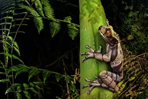 Hylidae Prints: Spiny-headed tree frog (Triprion spinosus) sitting on plant stem and looking around