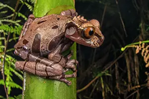 Hylidae Prints: Spiny-headed tree frog (Triprion spinosus) sitting on plant stem and looking around