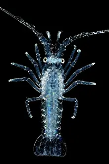 Deep Sea Prints: Spiny lobster (Panulirus sp.) pueruli larva stage, portrait