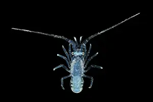 Deep Sea Prints: Spiny lobster (Panulirus sp.) pueruli larva stage, portrait