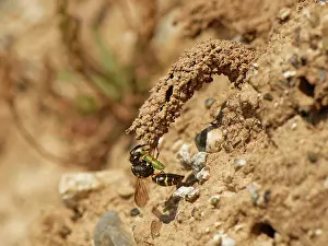 Vespidae Prints: Spiny mason wasp (Odynerus spinipes) female