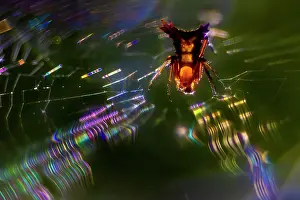 Araneidae Prints: Spiny orbweaver (Micrathena sp)