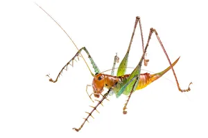 Ensifera Prints: Spiny predatory katydid (Listroscelis sp) photographed on a white background in mobile field studio