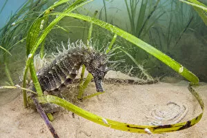 Alex Mustard 2021 Update Collection: Spiny seahorse (Hippocampus guttulatus) adult female in a meadow of (Zostera marina