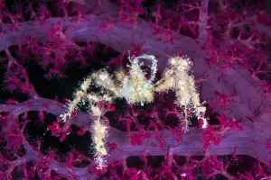 Spiny spider crab (Achaeus spinosus) reaching up and scratching its head, while climbing