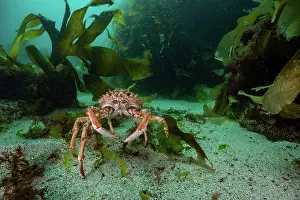 Majidae Prints: Spiny spider crab (Maja brachydactyla) moving over sandy seabed
