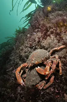 Spiny spider crab (Maja brachydactyla / squinado) pair on rock covered with red algae