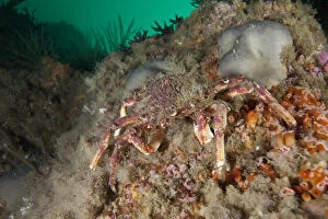Images Dated 19th August 2013: Spiny Spider Crab (Maja squinado) L Etac, Sark, British Channel Islands