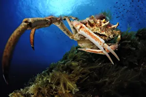 Images Dated 29th May 2009: Spiny spider crab (Maja squinado) Malta, Mediteranean, May 2009