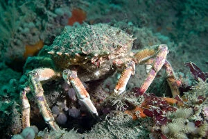 Marine Life of the Channel Islands by Sue Daly Gallery: Spiny spider crab {Maja squinado} on seabed, Channel Islands, UK