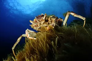 Spiny spider crab (Maja squinado) on seaweed, Malta, Mediteranean, May 2009