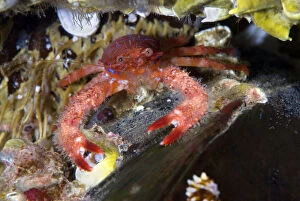 Spiny Squat lobster (Galathea strigosa) climbing on top of a mussel, Saltstraumen