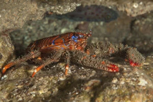 Spiny Squat Lobster (Galathea strigosa) St Abbs Voluntary Marine Reserve, Scotland (North Sea)