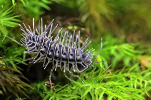 Isopodod Prints: Spiny terrestrial isopod (Calmanesia sp)