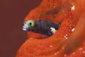 Acanthemblemaria Gallery: Spinyhead Blenny (Acanthemblemaria spinosa), Cienaga de Zapata National Park