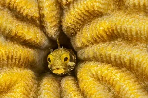 Acanthemblemaria Prints: Spinyhead blenny (Acanthemblemaria spinosa) peeking out from a hole inhard coral