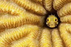 Humorous Prints: Spinyhead blenny (Acanthemblemaria spinosa) peering out from hole in hard coral