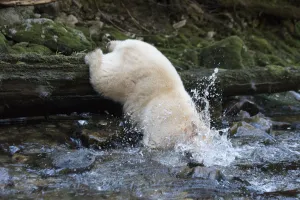 Black Bear Prints: Spirit / Kermode bear (Ursus americanus kermodei) catching fish in river